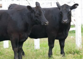 Expointer começa neste fim de semana e projeta recordes no agronegócio