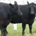 Expointer começa neste fim de semana e projeta recordes no agronegócio