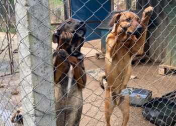 Sapiranga atua na proteção e no bem-estar animal com o Cempra