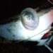 Mulher escapa ilesa de capotamento na madrugada em Nova Hartz