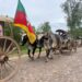 Desfile do 2° encontro de Boi Carreiro em Nova Hartz no último fim de semana
