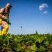 Departamento de Agricultura e Emater/RS promovem curso sobre aplicação Correta e Segura de Defensivos Agrícolas em Nova Hartz