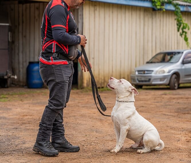Cempra de Sapiranga realiza adestramento de cães que estão para adoção