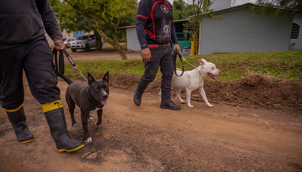 Cempra de Sapiranga realiza adestramento de cães que estão para adoção