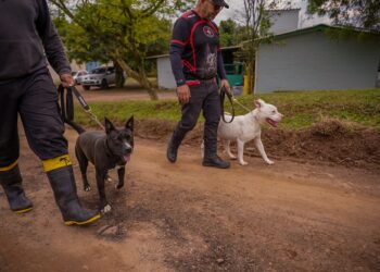 Cempra de Sapiranga realiza adestramento de cães que estão para adoção