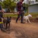 Cempra de Sapiranga realiza adestramento de cães que estão para adoção
