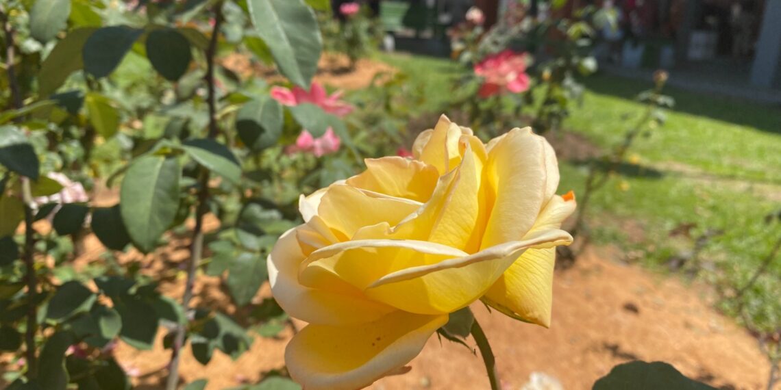 Garantindo lembranças da festa; comunidade terá estande para compra de rosas