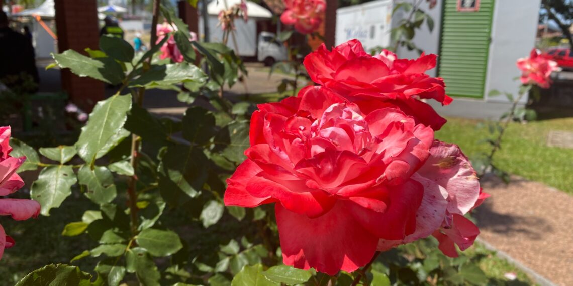 Garantindo lembranças da festa; comunidade terá estande para compra de rosas