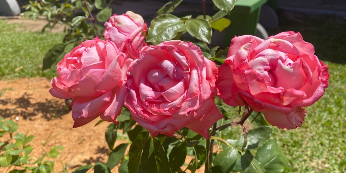 Garantindo lembranças da festa; comunidade terá estande para compra de rosas
