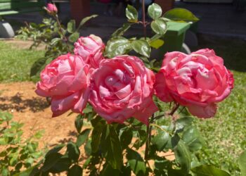 Garantindo lembranças da festa; comunidade terá estande para compra de rosas