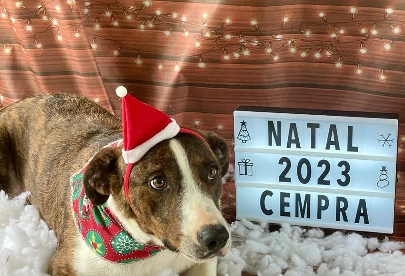Cempra de Sapiranga realiza campanha natalina de adoção