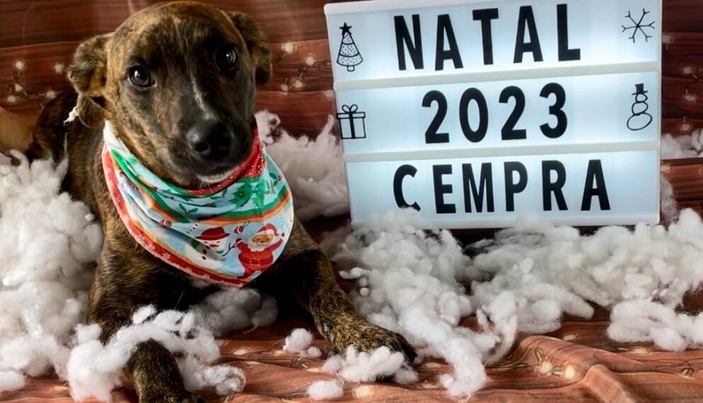 Cempra de Sapiranga realiza campanha natalina de adoção