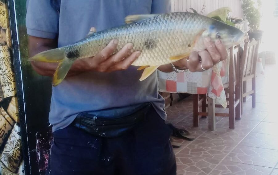 #65Anos: Rio dos Sinos é habitat natural para diversas espécies de peixes e atrai pescadores campo-bonenses