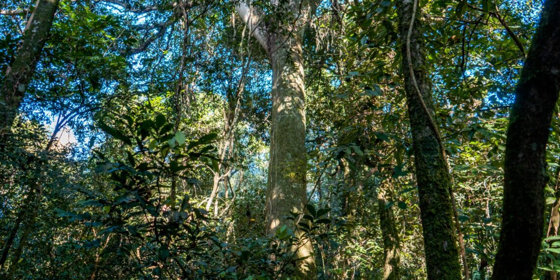 #65Anos: Parque da Mata Leste é a última área de Mata Atlântica preservada em Campo Bom