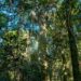 #65Anos: Parque da Mata Leste é a última área de Mata Atlântica preservada em Campo Bom