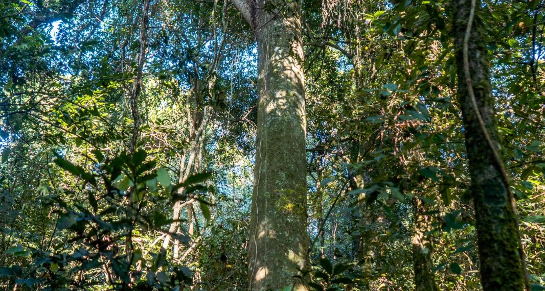 #65Anos: Parque da Mata Leste é a última área de Mata Atlântica preservada em Campo Bom