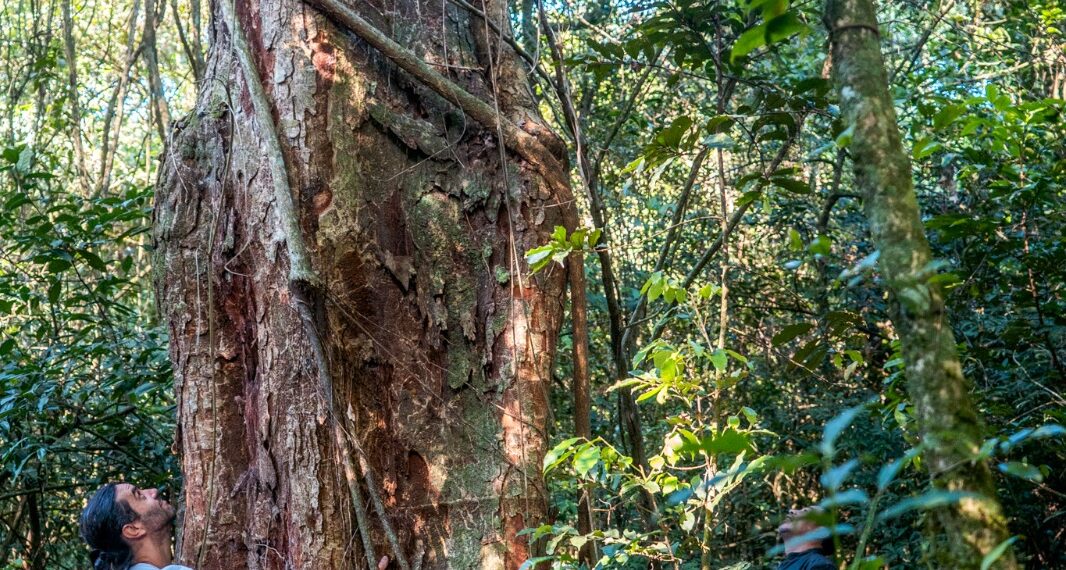 #65Anos: Parque da Mata Leste é a última área de Mata Atlântica preservada em Campo Bom