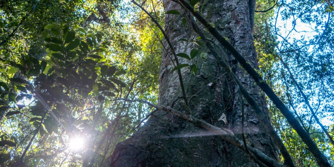 #65Anos: Parque da Mata Leste é a última área de Mata Atlântica preservada em Campo Bom