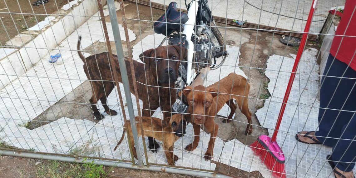 Morador de Nova Hartz é encaminhado à delegacia por maus-tratos a animais