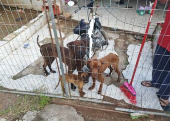 Morador de Nova Hartz é encaminhado à delegacia por maus-tratos a animais