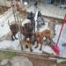 Morador de Nova Hartz é encaminhado à delegacia por maus-tratos a animais