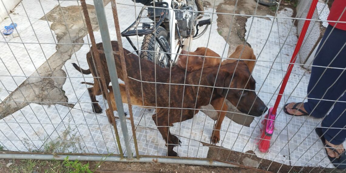 Morador de Nova Hartz é encaminhado à delegacia por maus-tratos a animais