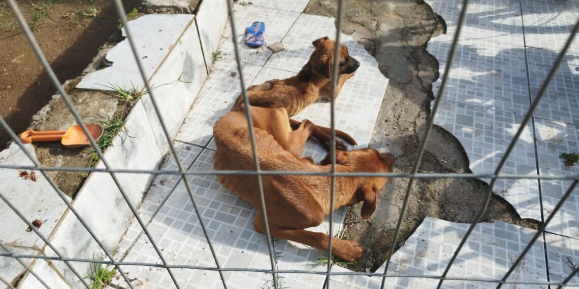 Morador de Nova Hartz é encaminhado à delegacia por maus-tratos a animais