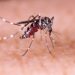 Aumento de casos de dengue no RS