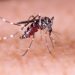 Dengue avança nos municípios dos vales do Sinos e Paranhana