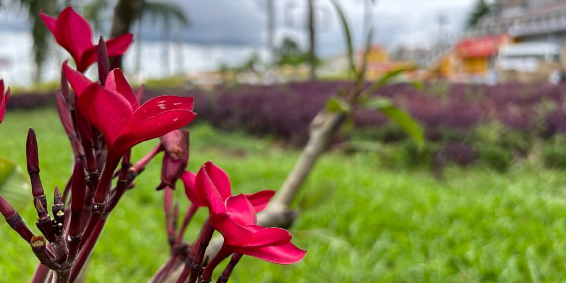 #65 Anos: Campo Bom de bem com o meio ambiente; ações desempenhadas por todo o município