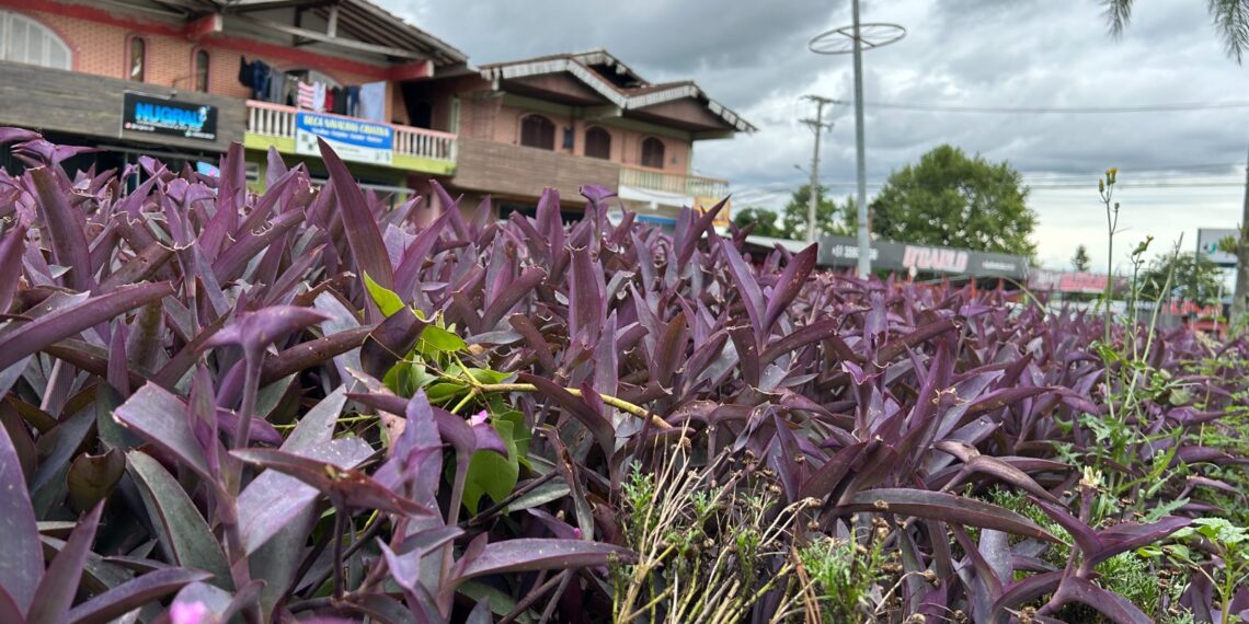 #65 Anos: Campo Bom de bem com o meio ambiente; ações desempenhadas por todo o município