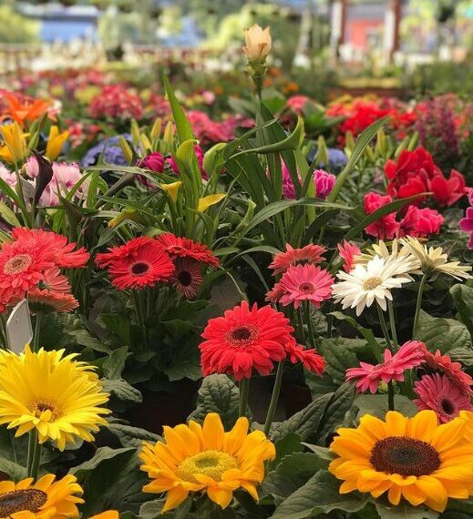 #65 Anos: Strack Mudas de Hortaliças e Floricultura é destaque em Campo Bom
