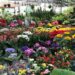 #65 Anos: Strack Mudas de Hortaliças e Floricultura é destaque em Campo Bom