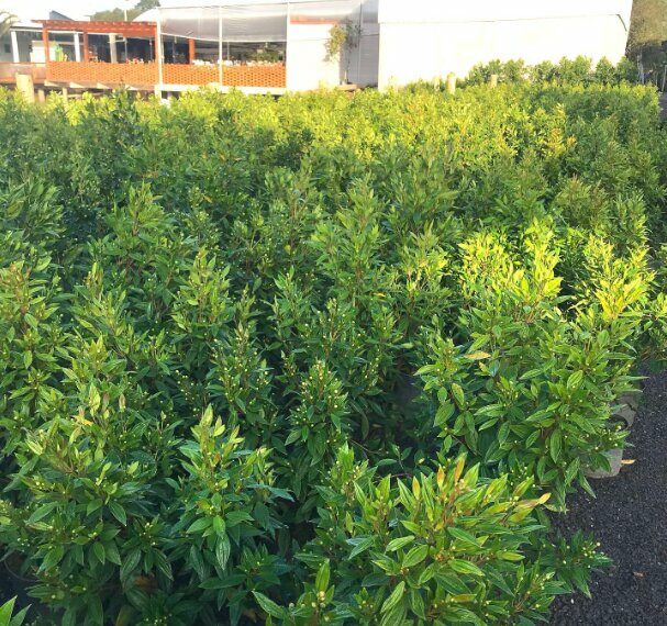 #65 Anos: Strack Mudas de Hortaliças e Floricultura é destaque em Campo Bom