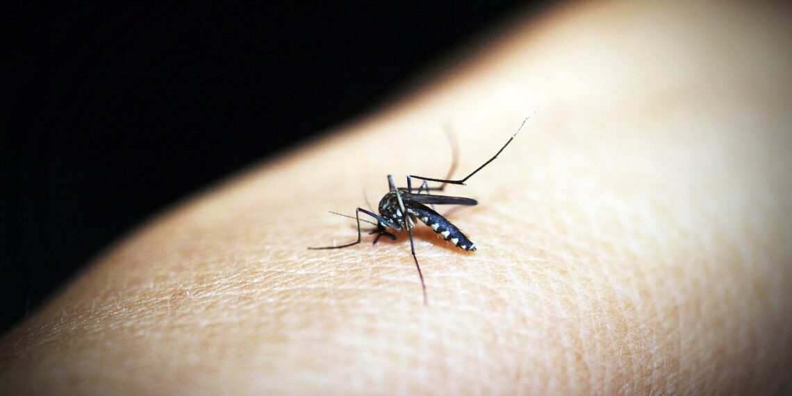 Campo Bom já registrou 13 casos de dengue em 2024
