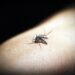 Campo Bom já registrou 13 casos de dengue em 2024