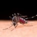 RS tem mais de 3 mil casos de dengue confirmados