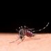 Secretaria de Saúde de Campo Bom orienta para cuidados em caso de suspeita de dengue