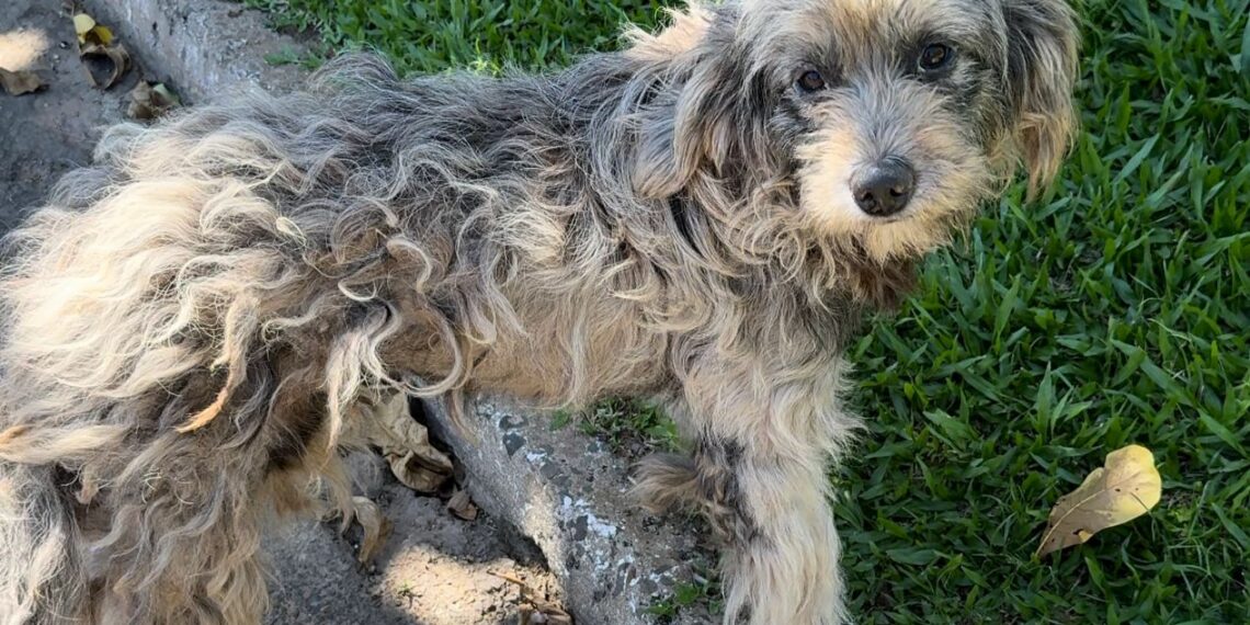 Guarda Municipal de Campo Bom prende homem em flagrante por maus-tratos