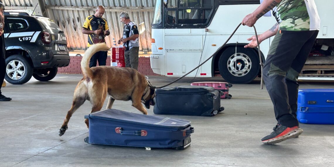 3º Torneio de Cães de Polícia reuniu dezenas de competidores no Parque do Imigrante, em Sapiranga