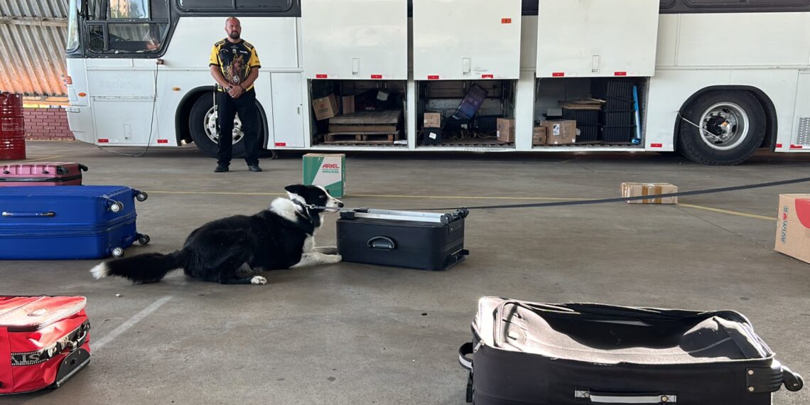 3º Torneio de Cães de Polícia reuniu dezenas de competidores no Parque do Imigrante, em Sapiranga