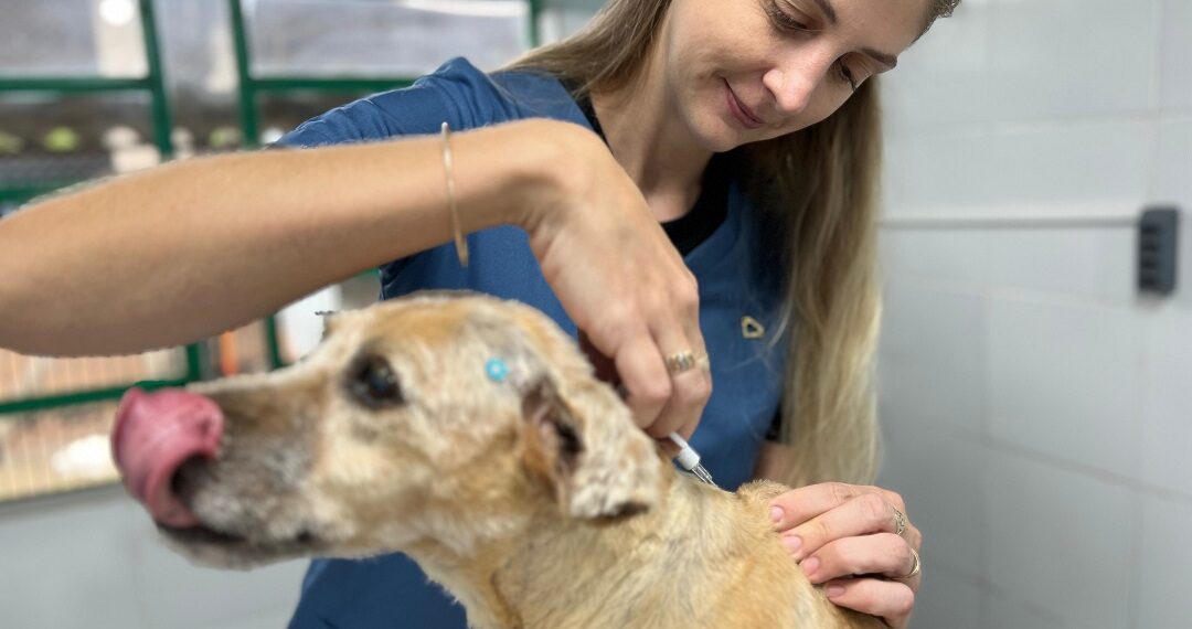 Sapiranga realizou mais de 300 castrações em cães e gatos no primeiro trimestre de 2024