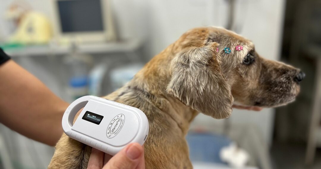 Sapiranga realizou mais de 300 castrações em cães e gatos no primeiro trimestre de 2024