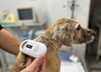 Sapiranga realizou mais de 300 castrações em cães e gatos no primeiro trimestre de 2024
