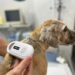 Sapiranga realizou mais de 300 castrações em cães e gatos no primeiro trimestre de 2024