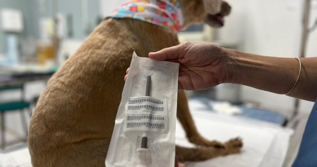 Sapiranga realizou mais de 300 castrações em cães e gatos no primeiro trimestre de 2024