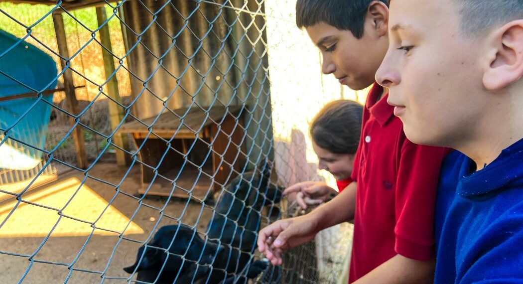Cempra de Sapiranga recebe visita de estudantes para orientação com o bem-estar animal