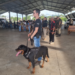 Sapiranga sedia 3º Torneio de Cães de Polícia neste final de semana
