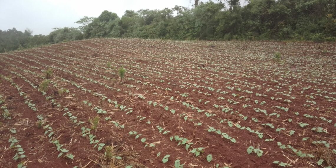 Nova Hartz investe na agricultura familiar para a alimentação escolar