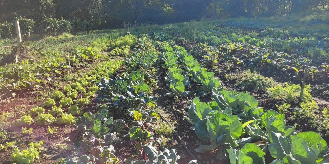 Nova Hartz investe na agricultura familiar para a alimentação escolar